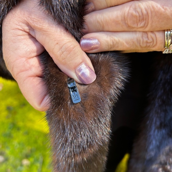 Mink Coat - Full Length Vintage, Excellent Condition - SALE - Picture 8 of 11